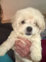 judo, a male Maltipoo for sale in Albany, GA – 1 of 2