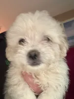 judo, a male Maltipoo for sale in Albany, GA – 2 of 2