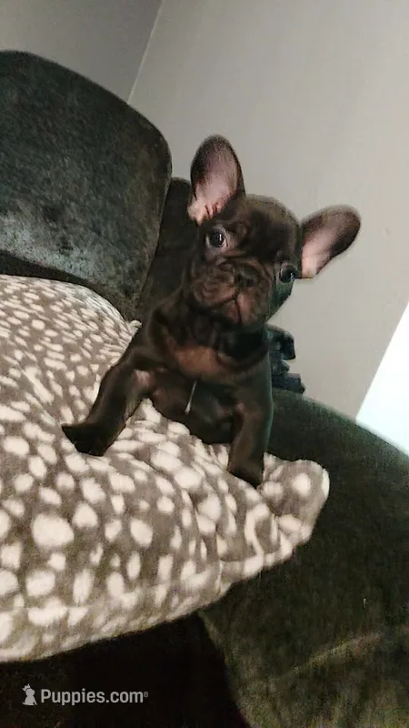 Cole – French Bulldog puppy for sale in Albany, GA