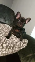 Cole, a male French Bulldog for sale in Albany, GA – 1 of 3