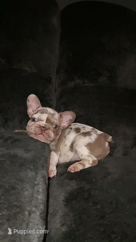 Millie – French Bulldog puppy for sale in Albany, GA