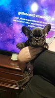 Cole, a male French Bulldog for sale in Albany, GA – 3 of 3