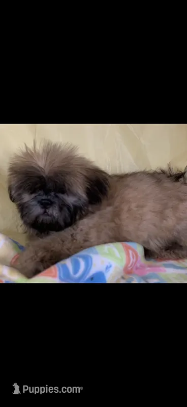 Redd – Shih Tzu puppy for sale in Albany, GA