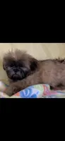 Redd, a female Shih Tzu for sale in Albany, GA – 1 of 1
