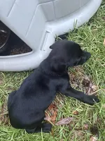 Nala , a female Labrador Retriever for sale in Shallotte, NC – 3 of 3