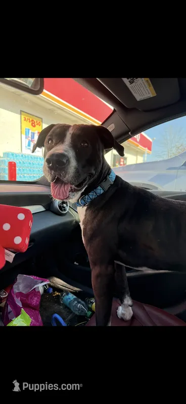 Sean  – American Pit Bull Terrier puppy for sale in Shallotte, NC