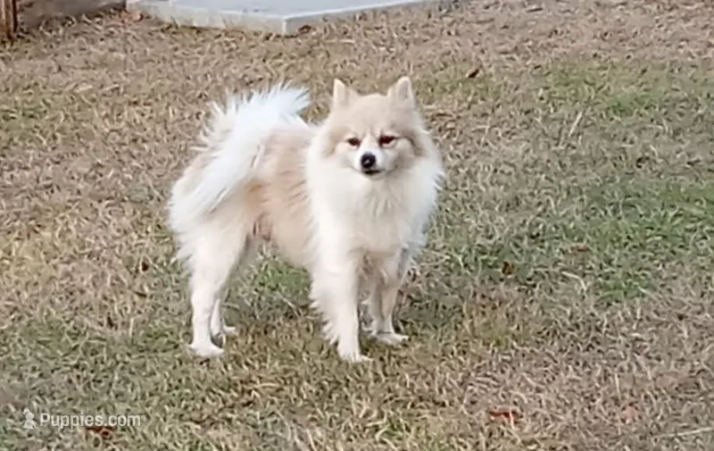 Pom – Pomeranian puppy for sale in Shallotte, NC