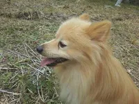 Pom, a  Pomeranian for sale in Shallotte, NC – 2 of 2