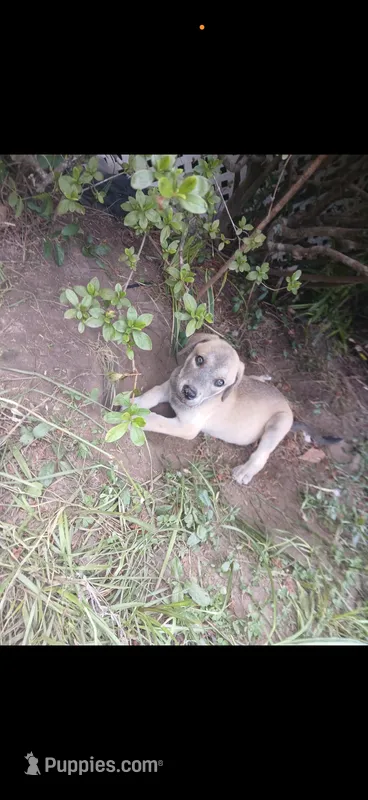 Skyla  – Labrador Retriever, Weimaraner puppy for sale in Shallotte, NC