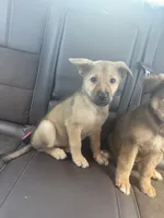 Lilly, a female German Shepherd Dog and Siberian Husky for sale in Shallotte, NC – 1 of 2