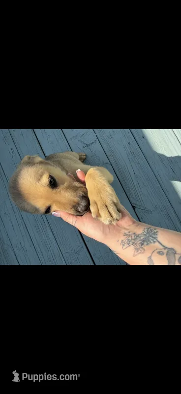Lilly – Belgian Malinois, German Shepherd Dog puppy for sale in Shallotte, NC