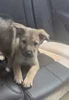 Lilly, a female German Shepherd Dog and Siberian Husky for sale in Shallotte, NC – 2 of 2