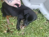 Nala , a female Labrador Retriever for sale in Shallotte, NC – 2 of 3