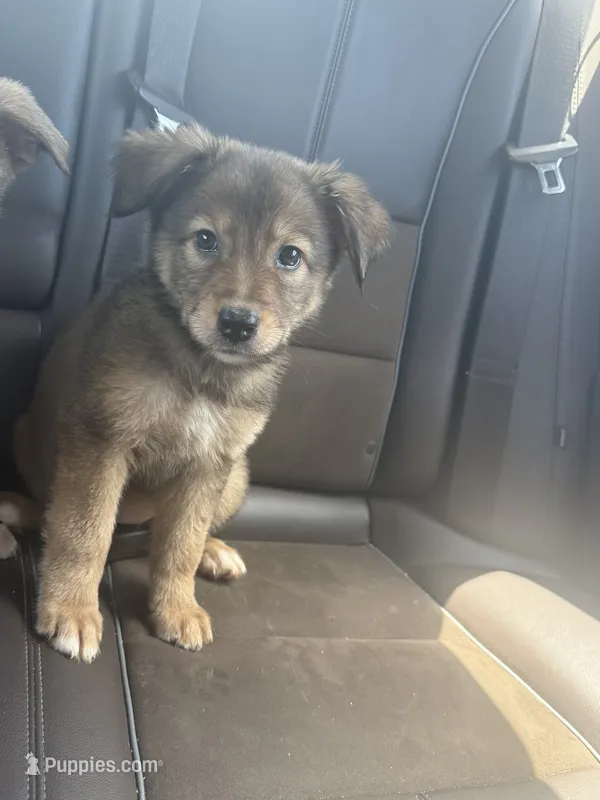 Lila – German Shepherd Dog, Siberian Husky puppy for sale in Shallotte, NC