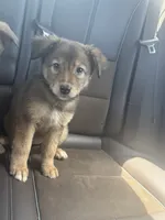 Lila, a female German Shepherd Dog and Siberian Husky for sale in Shallotte, NC – 1 of 2