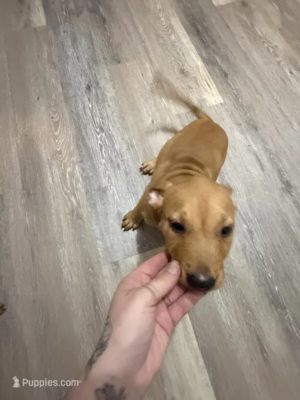 Sugar – American Pit Bull Terrier, Cane Corso puppy for sale in Shallotte, NC
