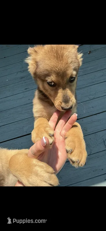 Lila – Belgian Malinois, German Shepherd Dog puppy for sale in Shallotte, NC