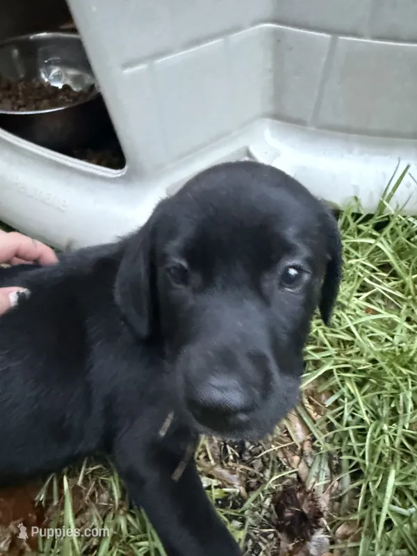 Nala  – Labrador Retriever puppy for sale in Shallotte, NC