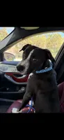 Sean , a male American Pit Bull Terrier for sale in Shallotte, NC – 2 of 2