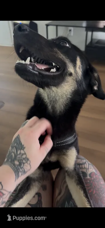 Sassy – German Shepherd Dog, Doberman Pinscher puppy for sale in Shallotte, NC