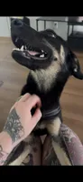 Sassy, a female German Shepherd Dog and Doberman Pinscher for sale in Shallotte, NC – 1 of 3