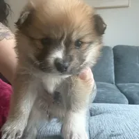 Tyson, a male Pomeranian for sale in Shallotte, NC – 1 of 2