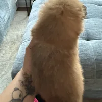 Tyson, a male Pomeranian for sale in Shallotte, NC – 2 of 2