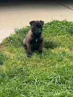 Lulu, a female Belgian Malinois for sale in Robertsville, MO – 3 of 5