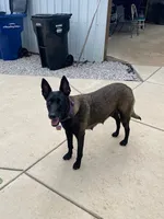 Lulu, a female Belgian Malinois for sale in Robertsville, MO – 4 of 5
