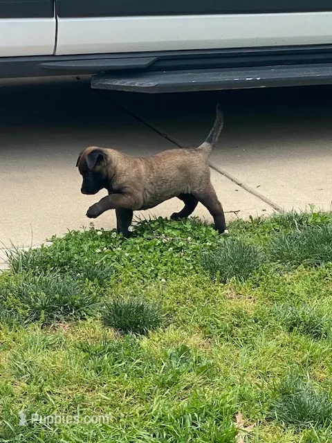 Lulu – Belgian Malinois puppy for sale in Robertsville, MO