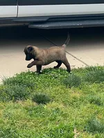 Lulu, a female Belgian Malinois for sale in Robertsville, MO – 1 of 5