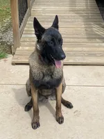 Lulu, a female Belgian Malinois for sale in Robertsville, MO – 5 of 5