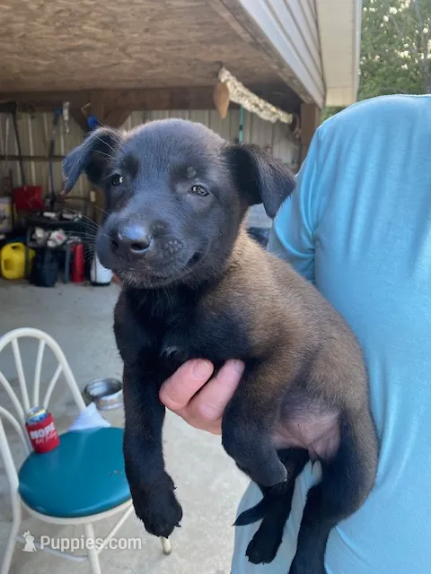 Female Belgian Malinois – Belgian Malinois puppy for sale in Robertsville, MO