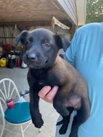 Female Belgian Malinois, a female Belgian Malinois for sale in Robertsville, MO – 1 of 2