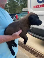 Female Belgian Malinois, a female Belgian Malinois for sale in Robertsville, MO – 2 of 2