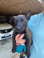 Male Belgian Malinois, a male Belgian Malinois for sale in Robertsville, MO – 2 of 2