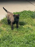 Lulu, a female Belgian Malinois for sale in Robertsville, MO – 2 of 5