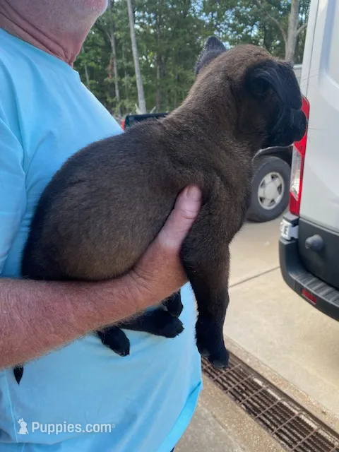 Male Belgian Malinois – Belgian Malinois puppy for sale in Robertsville, MO