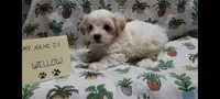 Willow, a female Maltipoo for sale in Brookfield, MO – Photo 3 of 10