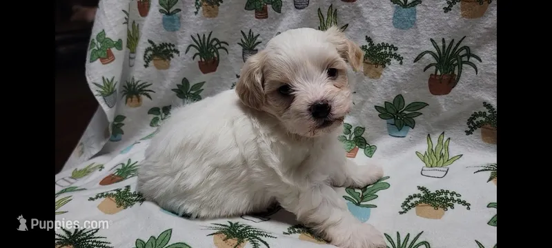 Willow – Maltipoo puppy for sale in Brookfield, MO