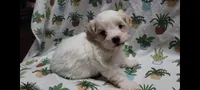 Willow, a female Maltipoo for sale in Brookfield, MO – Photo 1 of 10