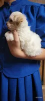 Willow, a female Maltipoo for sale in Brookfield, MO – Photo 6 of 10