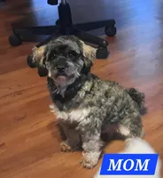 Willow, a female Maltipoo for sale in Brookfield, MO – Photo 10 of 10