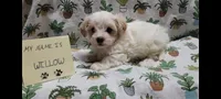 Willow, a female Maltipoo for sale in Brookfield, MO – Photo 2 of 10