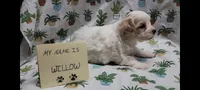 Willow, a female Maltipoo for sale in Brookfield, MO – Photo 3 of 10
