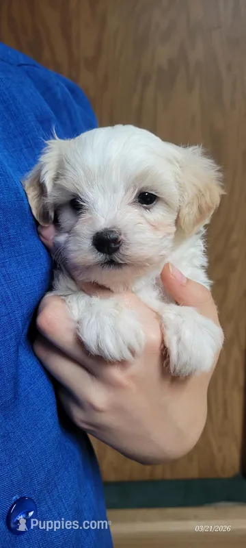 Willow – Maltipoo puppy for sale in Brookfield, MO