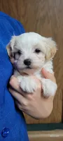 Willow, a female Maltipoo for sale in Brookfield, MO – Photo 1 of 10