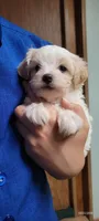 Willow, a female Maltipoo for sale in Brookfield, MO – Photo 5 of 10