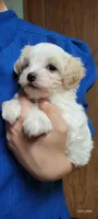 Willow, a female Maltipoo for sale in Brookfield, MO – Photo 4 of 10
