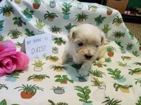 ADOPTED Daisy, a female Maltipoo for sale in Brookfield, MO – Photo 4 of 10